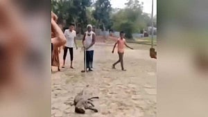 সিলেটে মেছো বাঘকে পিটিয়ে হত্যা