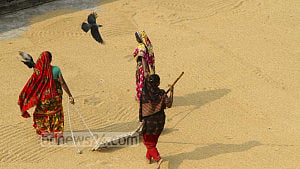 বোরো মৌসুমে সাড়ে ১৭ লাখ টন ধান ও চাল কিনবে সরকার