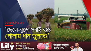 সুনামগঞ্জের হাওরজুড়ে ধান কাটার উৎসব, কৃষকের চিন্তা দাম