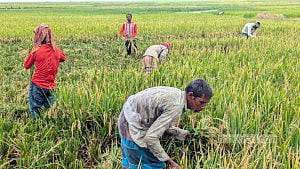 হাওরে অর্ধেকের বেশি ধান কাটা শেষ, দামের চিন্তা