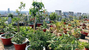 নজর কাড়ছে আদালতের ছাদের ‘স্কাই গার্ডেন’
