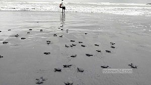 শাহপরীর দ্বীপ থেকে আরো ৫২১ কাছিম ছানা নামল সাগরে