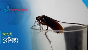 তেলাপোকার বিস্ময়কর সব ক্ষমতা