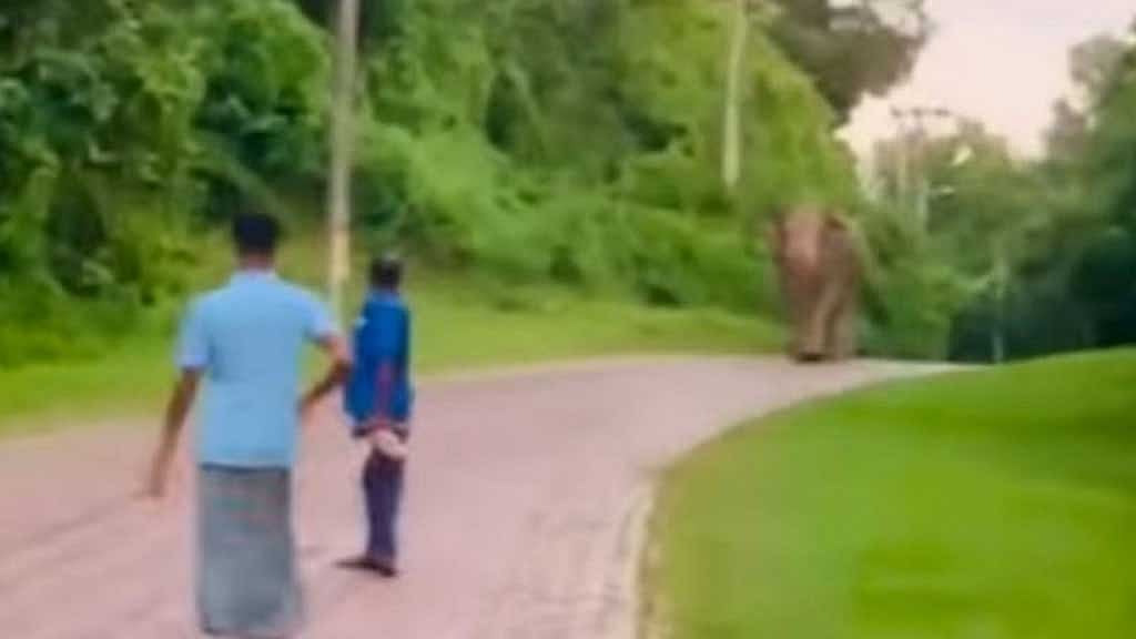 আনোয়ারায় কোরিয়ান ইপিজেডের (কেইপিজেড) ভেতরে বিভিন্ন সময়ে হাতি চলাচলের দৃশ্য সোশাল মিডিয়ায় এসেছে। ভিডিও থেকে নেওয়া ছবি।  