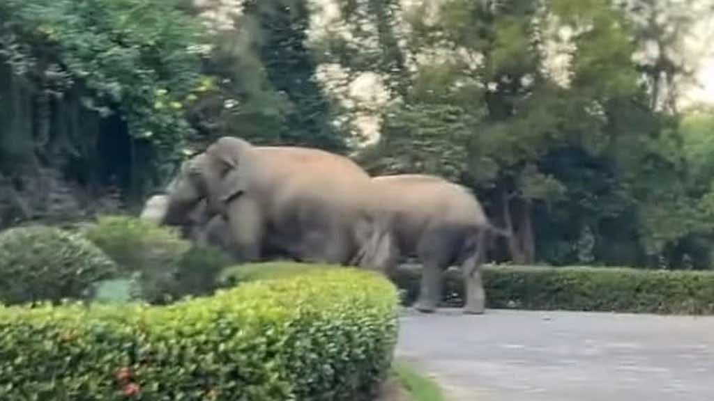 আনোয়ারায় কেইপিজেডে কিছু জলাশয় থাকায় সেখানে স্থায়ীভাবে থাকছে হাতিগুলো। ভিডিও থেকে নেওয়া ছবি।