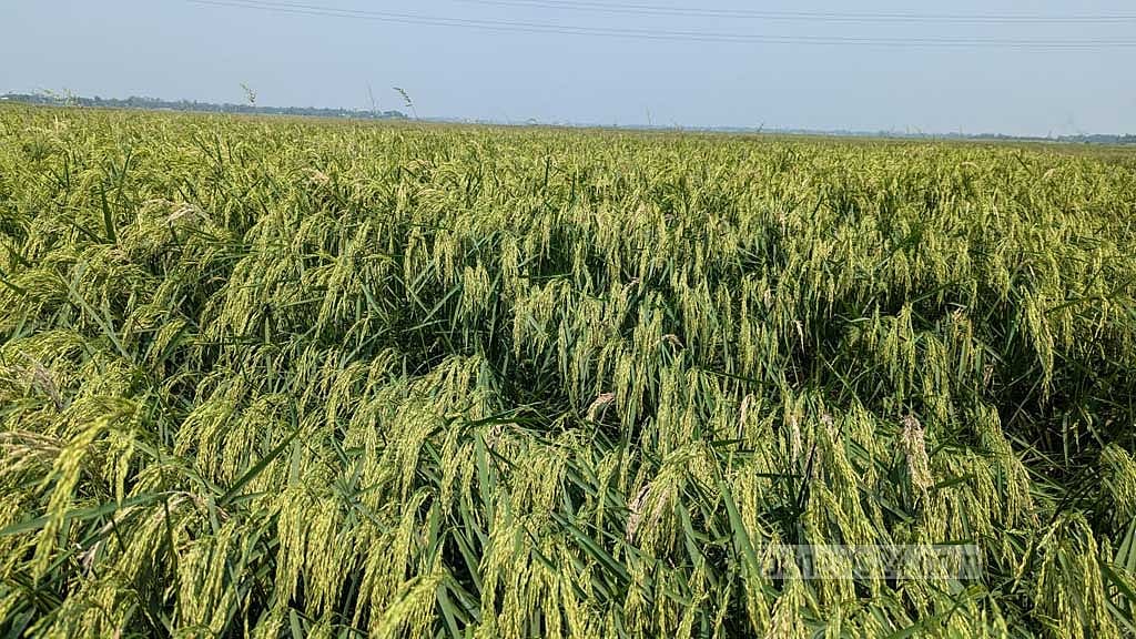 দেখার হাওরের সবুজ ধানক্ষেত।