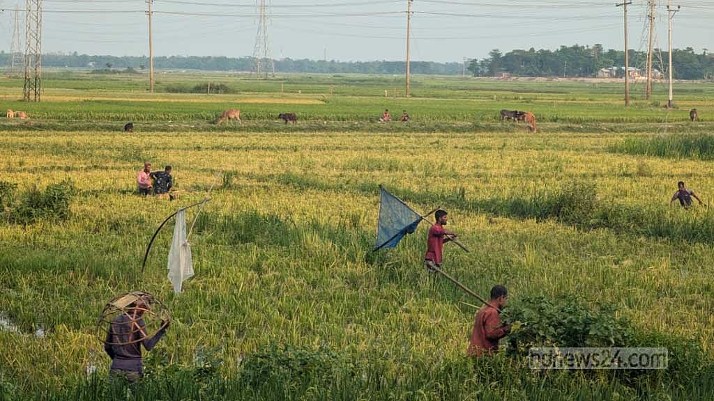 দেখার হাওরের সবুজ ধানক্ষেত।