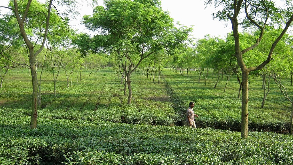 তেঁতুলিয়ায় স্যালিলান টি এস্টেট, ছবি: লেখক