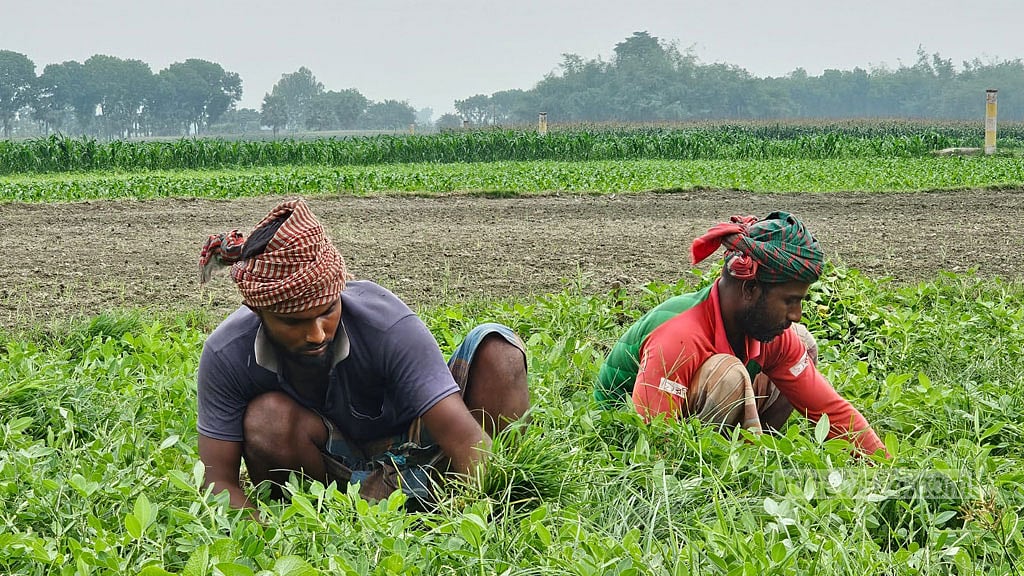 লাভের আশায় নাটোরের অনেক চাষি চড়া সুদ ঋণ নিয়ে পেঁয়াজ আবাদ করেছেন। কিন্তু এখন আর বেশি দাম পাচ্ছেন না। 