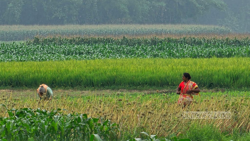 নাটোরে পেঁয়াজের জমি।