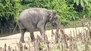 বান্দরবান সীমান্তে মাইন বিস্ফোরণে বন্যহাতি আহত