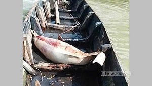 হালদায় ফের মৃত ডলফিন