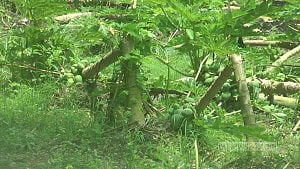 অতিবৃষ্টিতে ক্ষতির মুখে চুয়াডাঙ্গার কৃষকরা