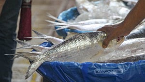 ইলিশ তুমি বড্ড দামি