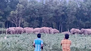 শেরপুরে বন্যহাতির ভিডিও করতে গিয়ে পিষ্ট হয়ে চা দোকানির মৃত্যু