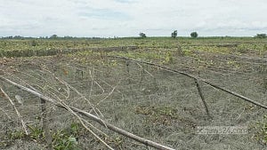 বৃষ্টি, জলাবদ্ধতা: কুড়িগ্রামে পটল চাষিদের মাথায় হাত