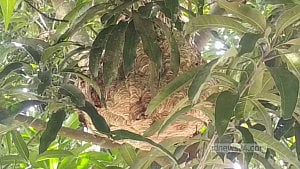 নেত্রকোণায় ভিমরুলের কামড়ে বৃদ্ধার মৃত্যু