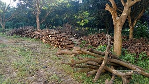 700 trees felled at Rajshahi Medical University