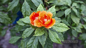 Bangladesh Medical University’s rooftop garden