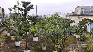 বাংলাদেশ মেডিকেল বিশ্ববিদ্যালয়ে ছাদ বাগান