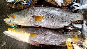 নাফ নদীতে বড়শিতে ধরা পড়ল ৩৪ কেজির এক জোড়া কোরাল