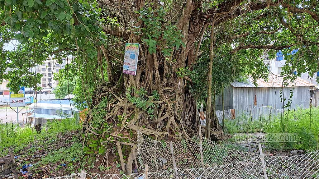 রাখাইনরা বট গাছকে বলে বোধিবৃক্ষ। এই গাছকে দেবতা হিসেবে মানে তারা। যে কোনো রাখাইন পল্লির অবিচ্ছেদ্য অংশ এই গাছের ভেতরে জরাজীর্ণ হয়ে আছে ‘জাদি’।