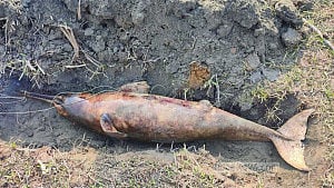 Halda dolphin died from injuries: expert
