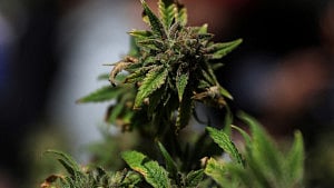 Trump to sign order easing restrictions on marijuana