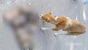 Killing of 8 puppies: Govt officer's wife gets bail