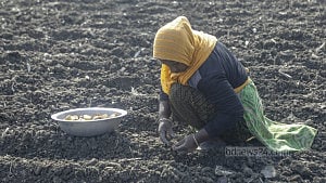 আলু চাষে ব্যস্ত চাষি