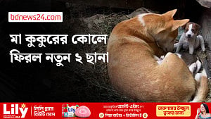 কুকুর ছানা হত্যার পর মা কুকুর পেল ২ নতুন ছানা