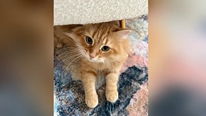 Zaima offers a peek into life with her cat Zebu