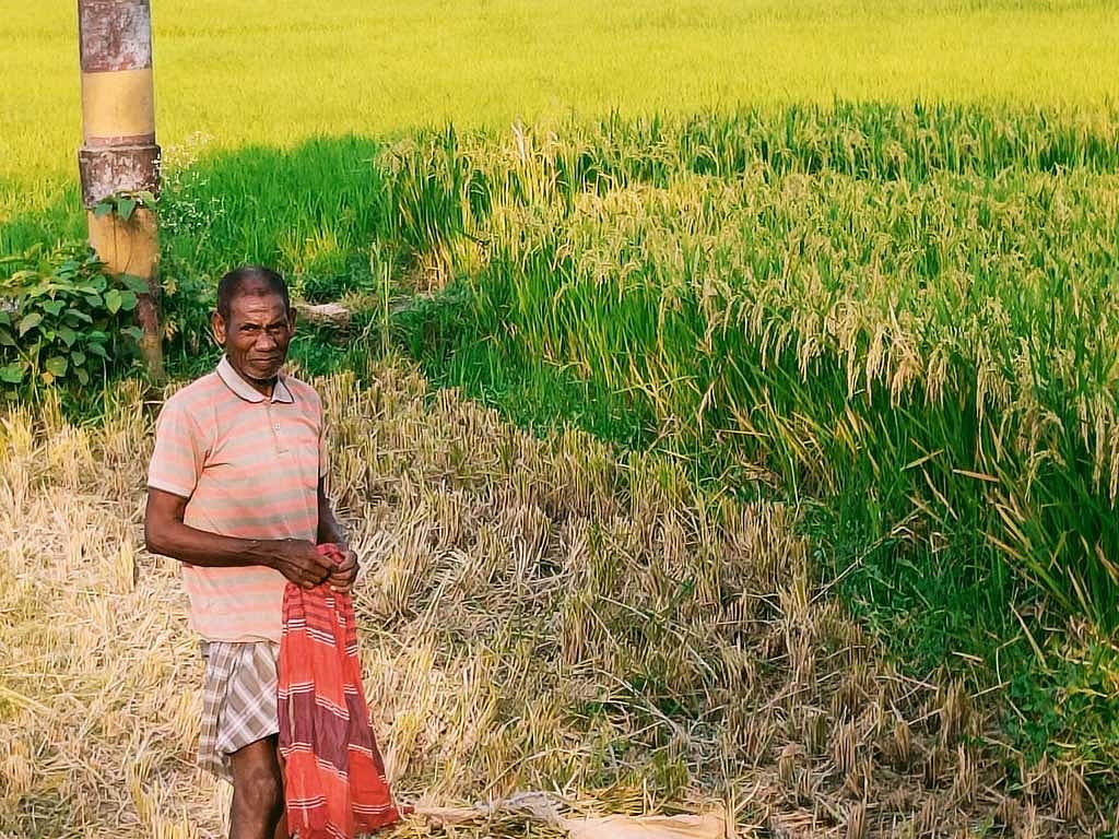 জসেব মার্ডি