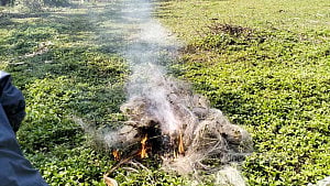 বাগানে কারেন্ট জাল দিয়ে পাখি নিধন, বরিশালে বরই চাষির জরিমানা