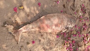 দেড় মাসের মাথায় হালদায় ফের ডলফিনের মৃত্যু