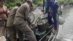 নিষেধাজ্ঞার মধ্যেও সুন্দরবনে কাঁকড়া নিধন, হুমকিতে বংশবিস্তার