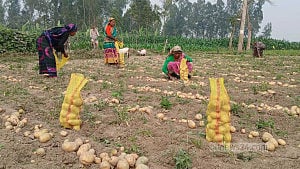 Kurigram potatoes reach Malaysia, Nepal but farmers face heavy losses