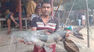 মানিকগঞ্জে জেলের জালে ১১ কেজির বাঘাইর, হাঁকডাকে বিক্রি ১২ হাজারে