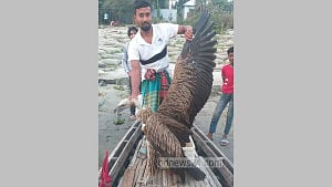 মানিকগঞ্জে পদ্মার চর থেকে হিমালয়ান শকুন উদ্ধার