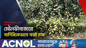 মৌলভীবাজারে বরই চাষে সাফল্য