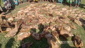 টাঙ্গুয়ার হাওরে শিকারির বিষটোপে খামারের ৫০০ হাঁসের মৃত্যু