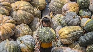 All the huge pumpkins of Arial Beel