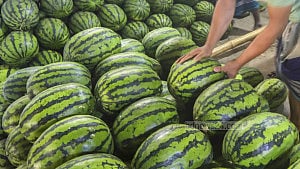 Watermelons arrive early