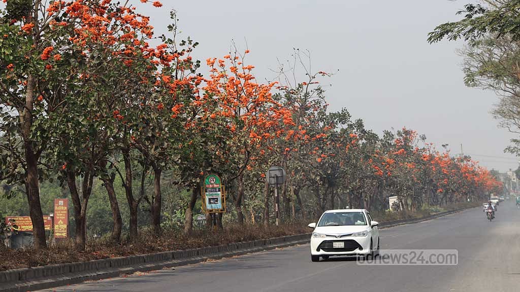 ঢাকা-চট্টগ্রাম মহাসড়কের সড়ক বিভাজকে সারি সারি গাছে ফুটে আছে পলাশ ফুল। 