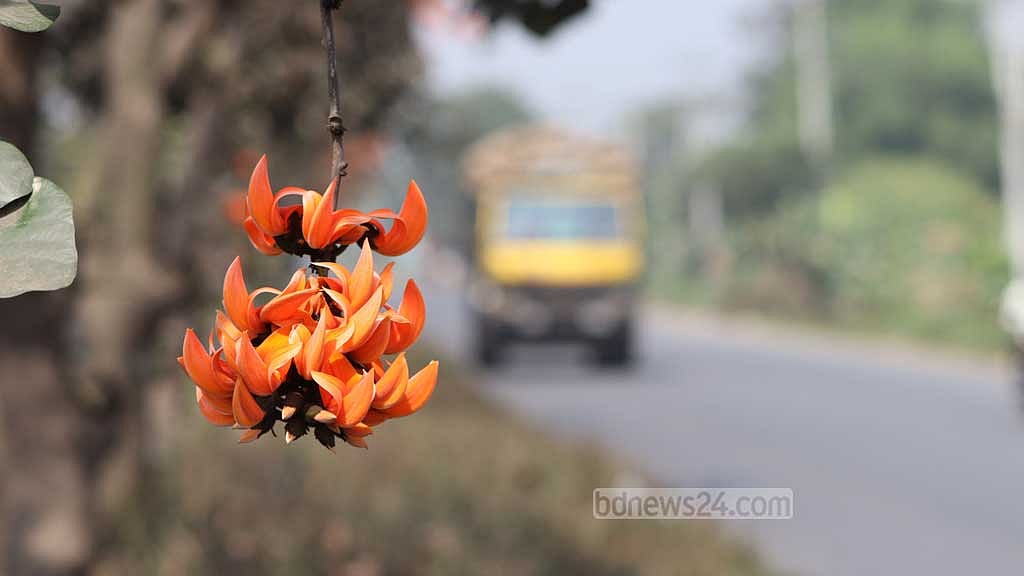 পলাশ বসন্তের ফুল। পাতাহীন উঁচু উঁচু ডালে ফুটে থাকে পলাশ।