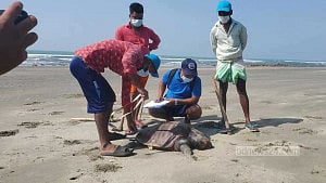কক্সবাজার সমুদ্র সৈকত থেকে ৭০ কাছিমের মরদেহ উদ্ধার