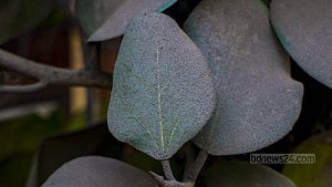Dhaka's trees turn grey amid rising pollution