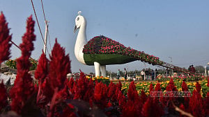 ডিসি পার্ক সেজেছে ফুলে ফুলে