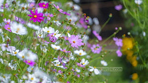 Ramna Park vibrant with flowers
