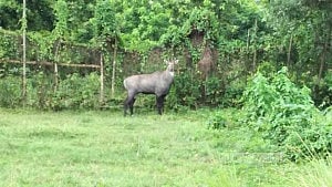 গাজীপুর সাফারি পার্কের দেয়াল ভেঙে পালাল নীলগাই